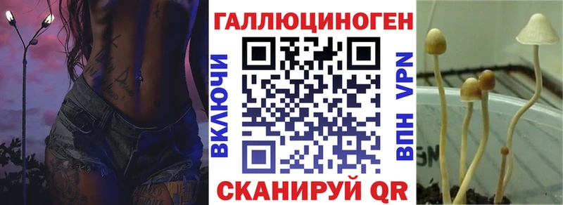 Галлюциногенные грибы Psilocybe  Гдов 